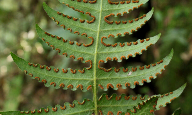 Blotiella lindeniana