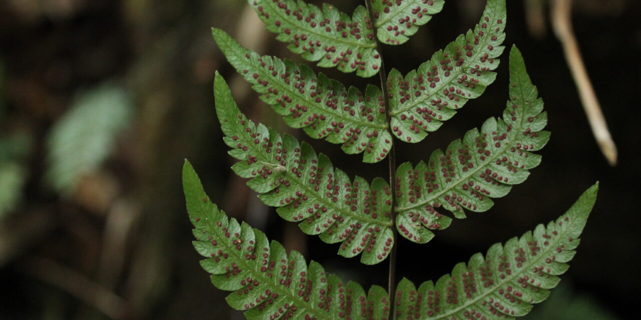 Steiropteris gardneriana