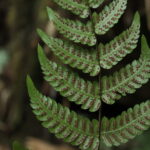 Steiropteris gardneriana