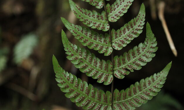 Steiropteris gardneriana