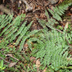 IMG_8185 (Athyrium arcuatum)