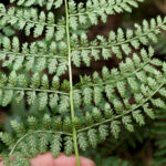 Athyrium arcuatum