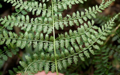 Athyrium arcuatum
