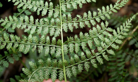 Athyrium arcuatum