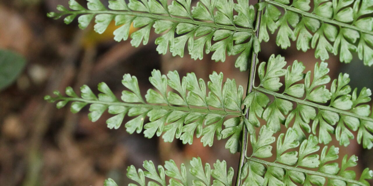 Asplenium uniseriale