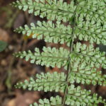 Asplenium uniseriale