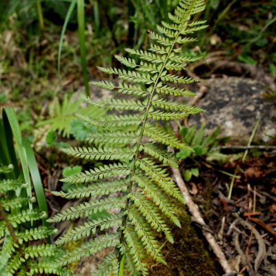 IMG_8212 (Polystichum muricatum)