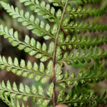 Polystichum muricatum