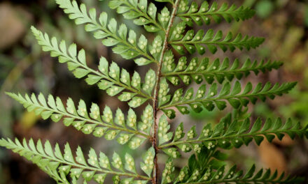 Polystichum muricatum