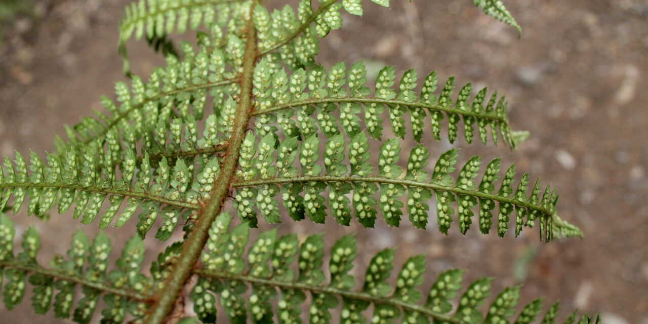 Polystichum hartwegii