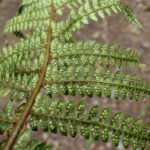 Polystichum hartwegii