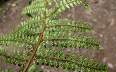Polystichum hartwegii