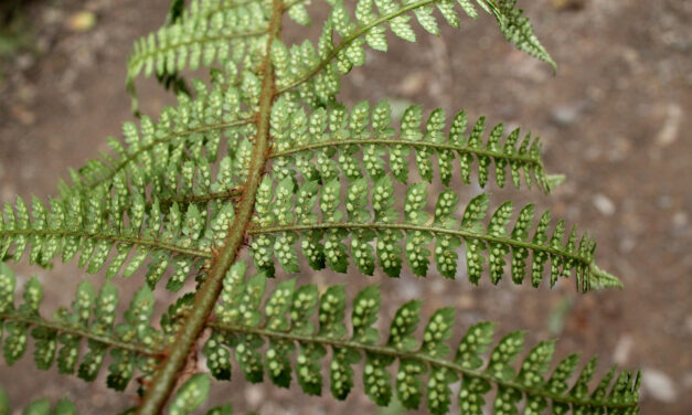 Polystichum hartwegii