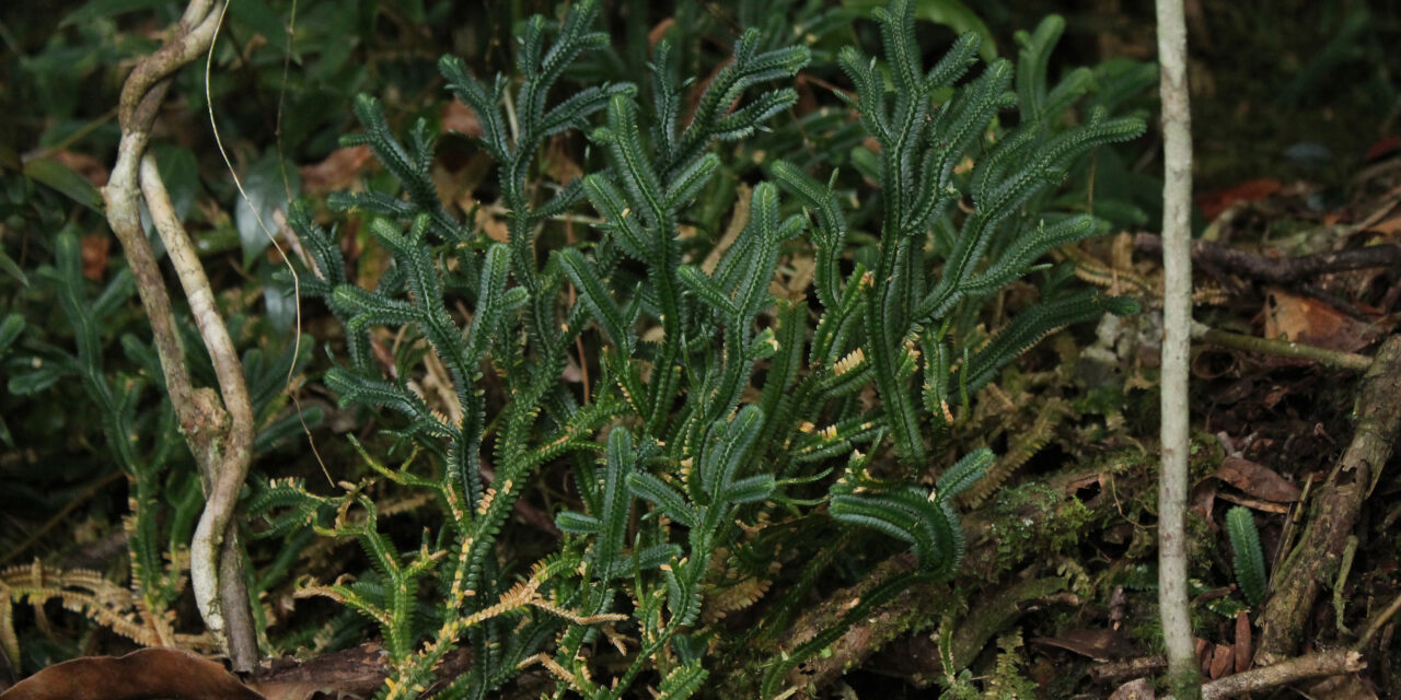 Selaginella chrysoleuca