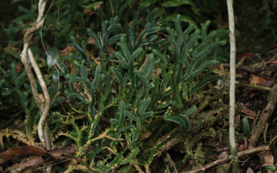 Selaginella chrysoleuca