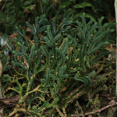 IMG_8444 (Selaginella chrysoleuca)