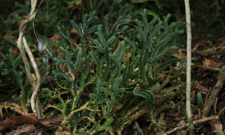 Selaginella chrysoleuca