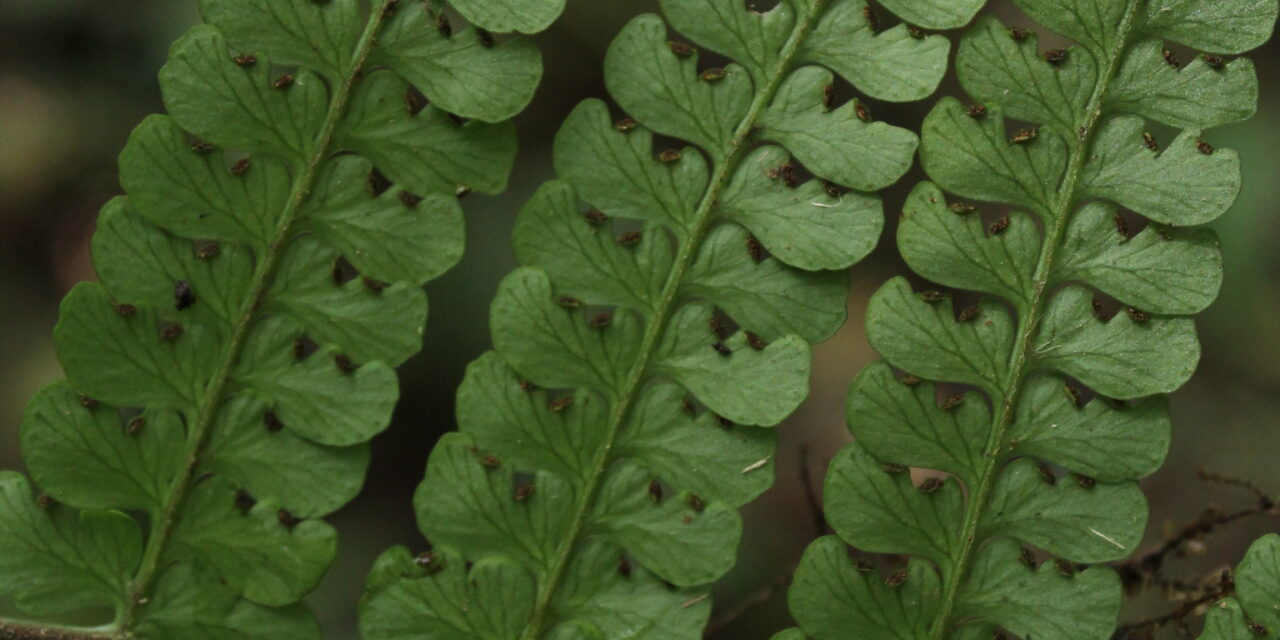 Dennstaedtia cornuta