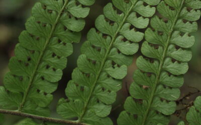 Dennstaedtia cornuta