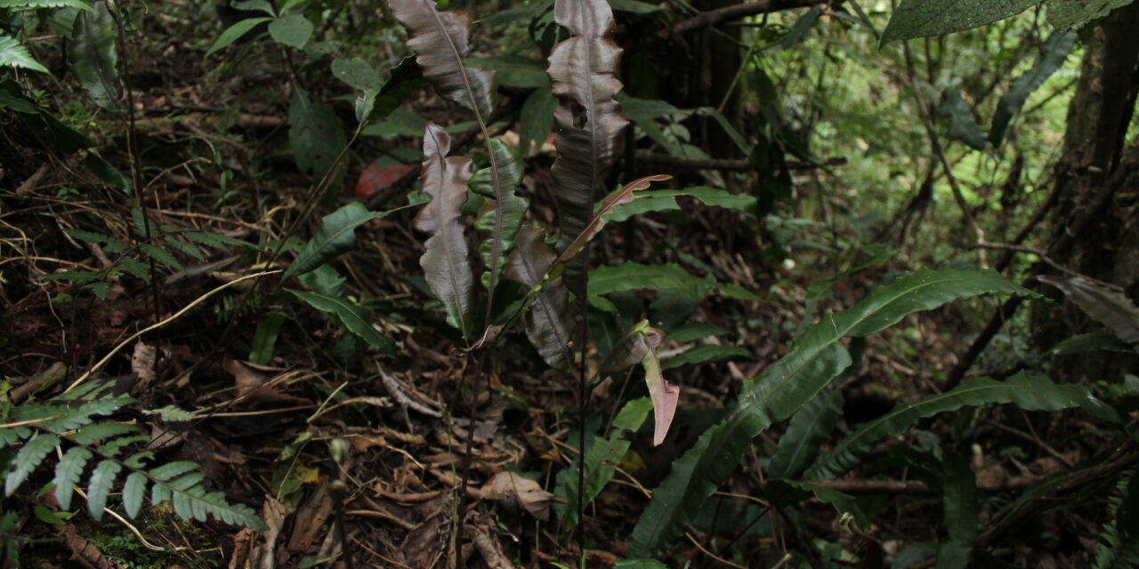 Salpichlaena volubilis subsp. amazonica