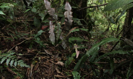 Salpichlaena volubilis subsp. amazonica