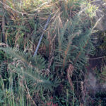 Polystichum paramicola