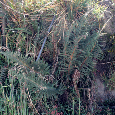 IMG_8537 (Polystichum paramicola)