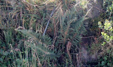 Polystichum paramicola