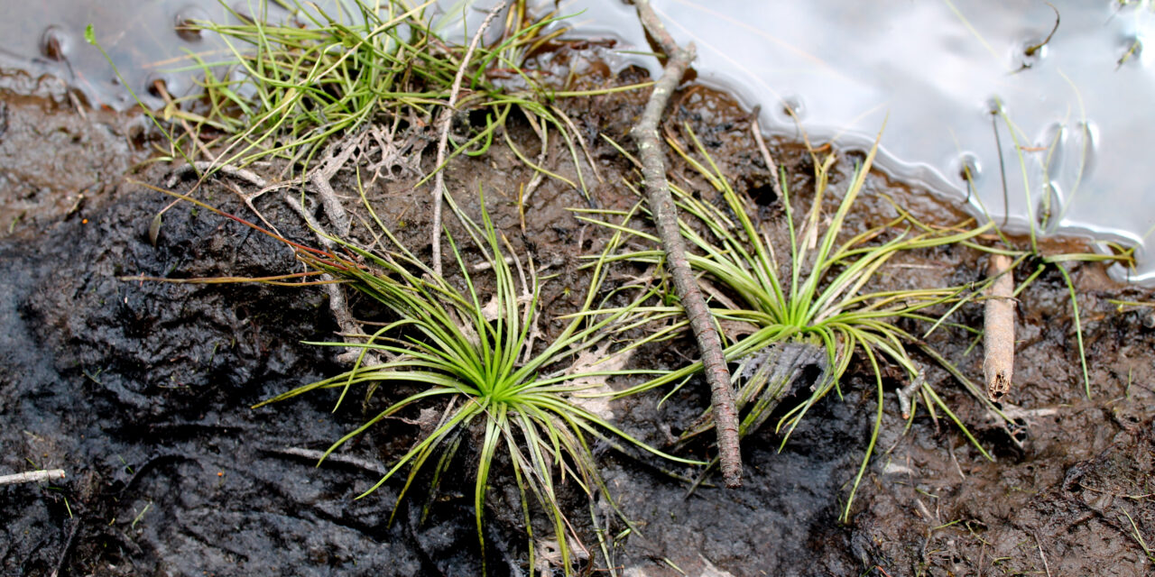 Isoetes palmeri