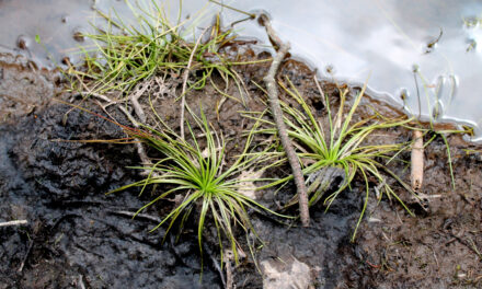 Isoetes palmeri