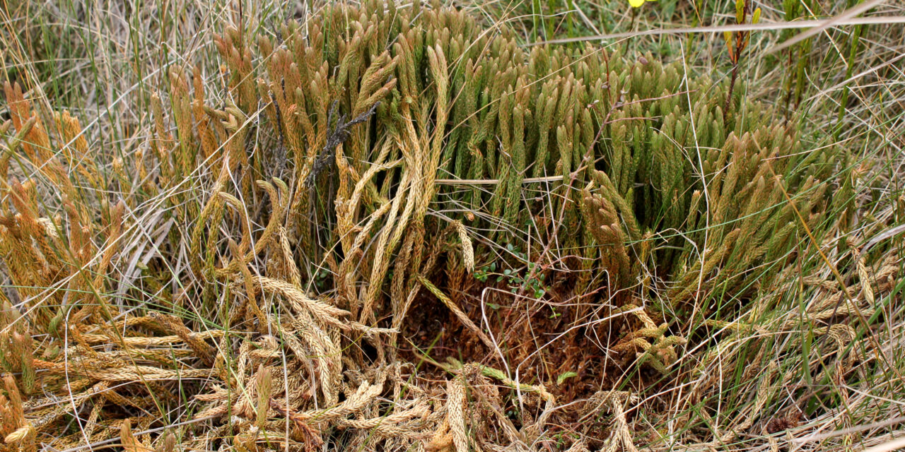 Phlegmariurus cruentus | Ferns and Lycophytes of the World