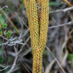 IMG_8642 (Phlegmariurus ocananus)