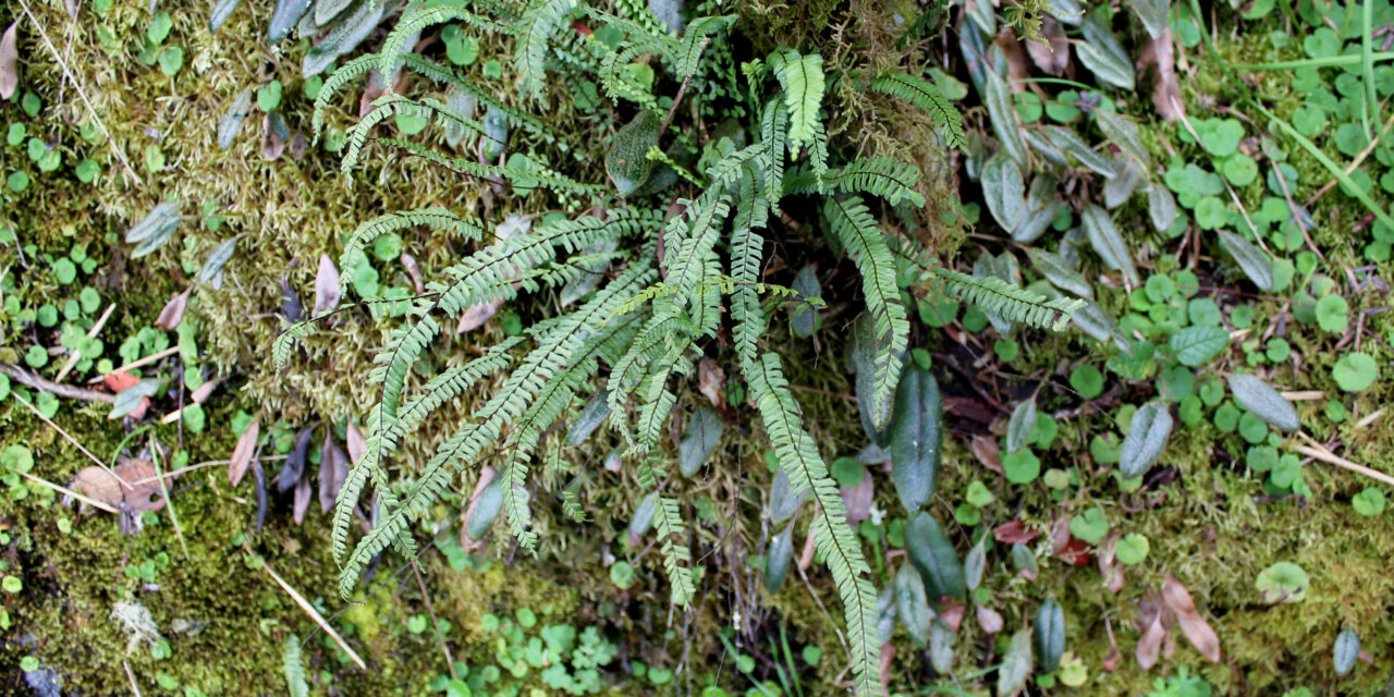 Asplenium monanthes