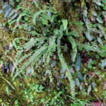 Asplenium monanthes