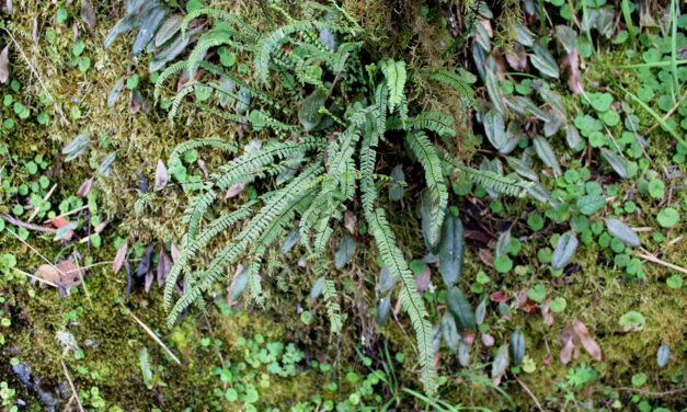 Asplenium monanthes