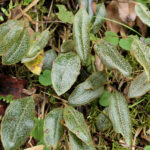 Elaphoglossum