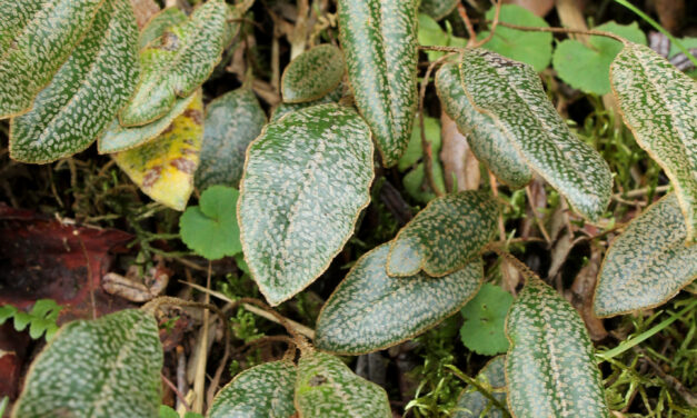 Elaphoglossum