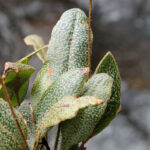 IMG_8700 (Elaphoglossum)