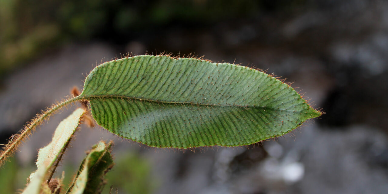 Elaphoglossum