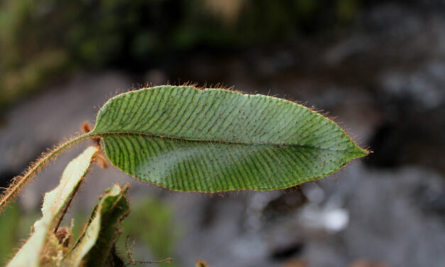 Elaphoglossum