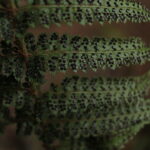 IMG_8779 2 (Jamesonia)