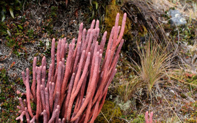 Phlegmariurus cocuyensis