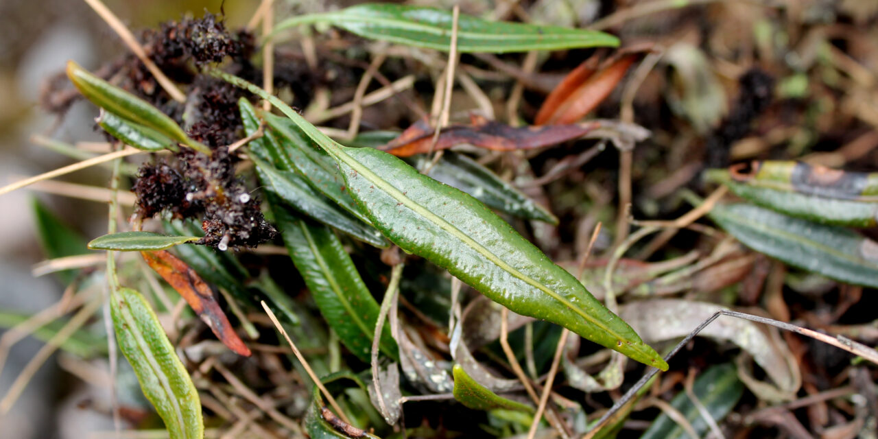 Elaphoglossum atrosquamatum