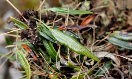 Elaphoglossum atrosquamatum