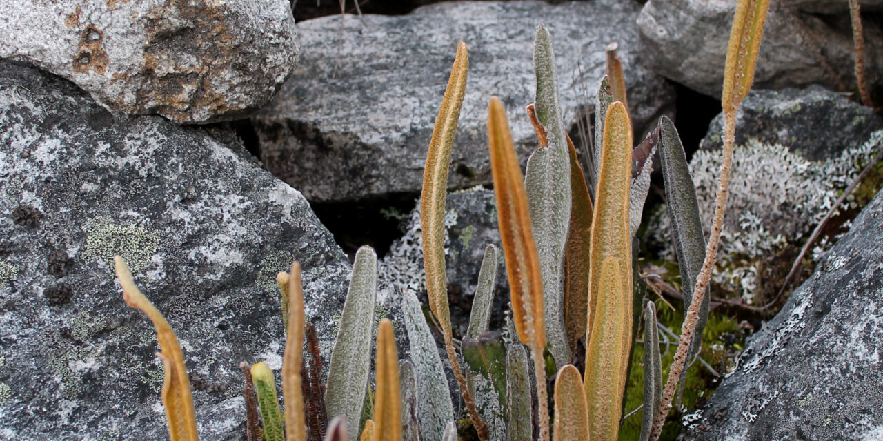 Elaphoglossum engelii