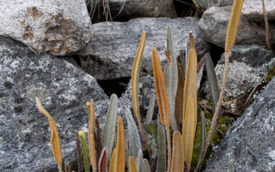 Elaphoglossum engelii