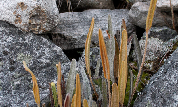 Elaphoglossum engelii