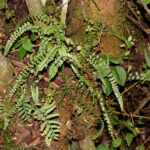 Asplenium fragile