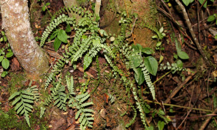 Asplenium fragile