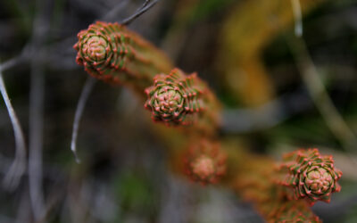 Phlegmariurus hohenackeri